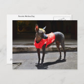 Peruanischer Hairless Dog Postkarte (Vorne/Hinten)