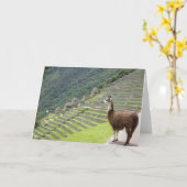 peruanisches Lama Karte (Gelbe Blume)