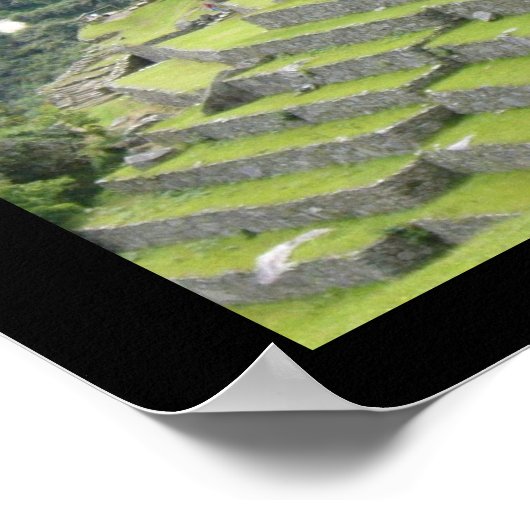 peruanisches Lama Poster (Ecke)