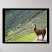 peruanisches Lama Poster (Vorne)
