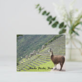 peruanisches Lama Postkarte (Stehend Vorderseite)
