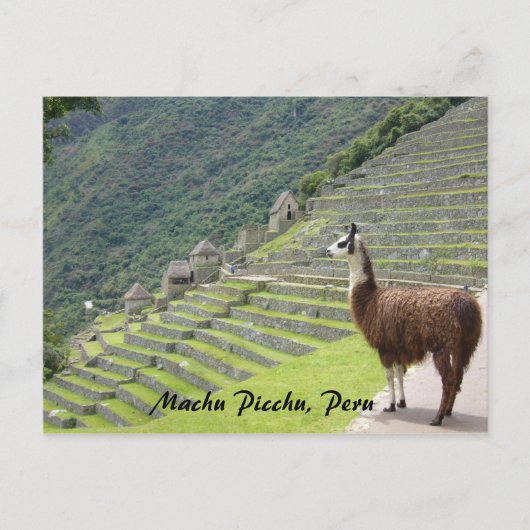 peruanisches Lama Postkarte (Vorderseite)