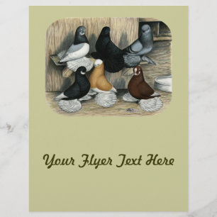 Perückentauben Flyer