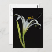 Peruvian Daffodil Postkarte (Vorne/Hinten)