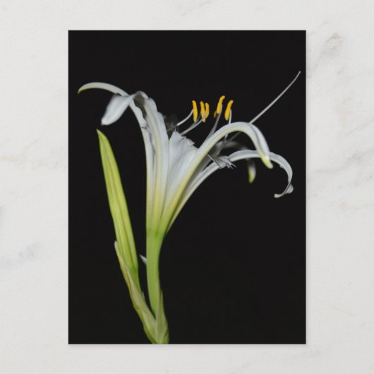 Peruvian Daffodil Postkarte (Vorderseite)