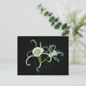 Peruvian Daffodils Postkarte (Stehend Vorderseite)
