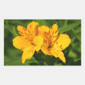 Peruvian Lilies Rechteckiger Aufkleber (Vorderseite)
