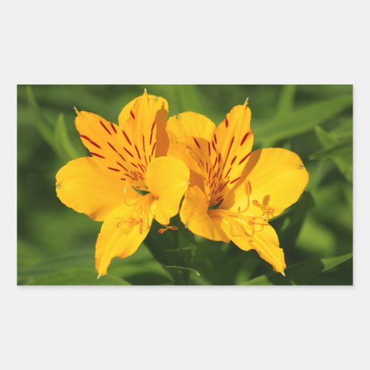 Peruvian Lilies Rechteckiger Aufkleber (Vorderseite)