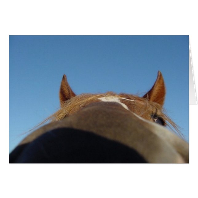 Peruvian Paso Gaited Horse Filly - Nose (Vorderseite (Horizontal))