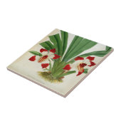 Pescatorea Klabochurum Fliese (Seite)