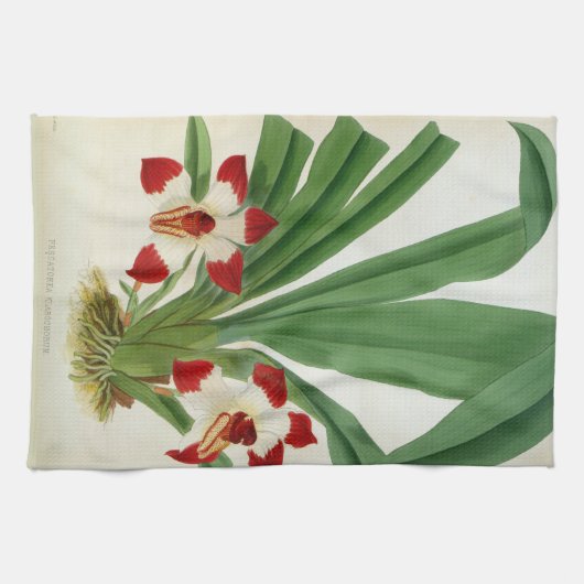 Pescatorea Klabochurum Geschirrtuch (Horizontal)