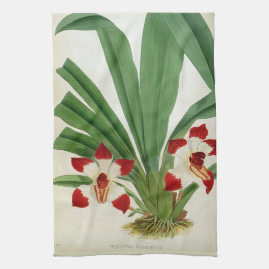 Pescatorea Klabochurum Geschirrtuch (Vertikal)