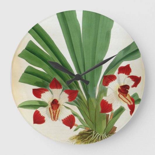 Pescatorea Klabochurum Große Wanduhr (Vorderseite)