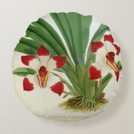 Pescatorea Klabochurum Rundes Kissen