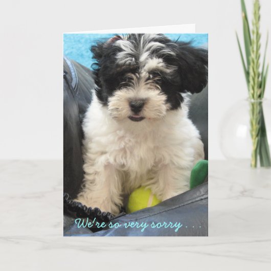 Pet Beileid - Havanese Welpe. . Karte (Vorderseite)