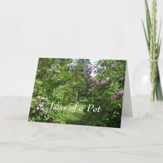 Pet Beileid-Lovely Lilac Bush Card Karte (Vorderseite)
