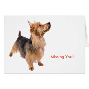Pet-Bild für Grußkarte