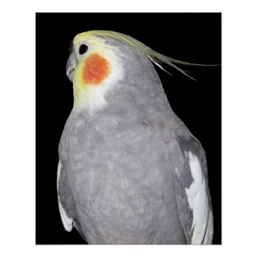 Pet Bird Cockatiel Foto Poster (Vorderseite)