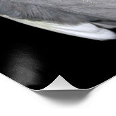 Pet Bird Cockatiel Foto Poster (Ecke)