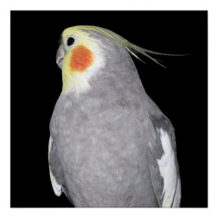 Pet Bird Cockatiel Foto Poster