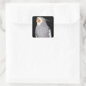 Pet Bird Cockatiel Foto Quadratischer Aufkleber (Tasche)