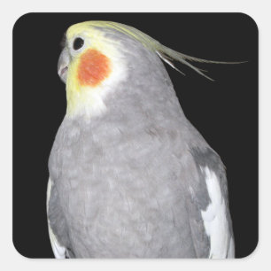 Pet Bird Cockatiel Foto Quadratischer Aufkleber