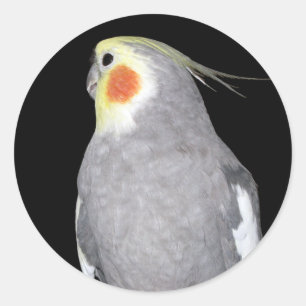 Pet Bird Cockatiel Foto Runder Aufkleber