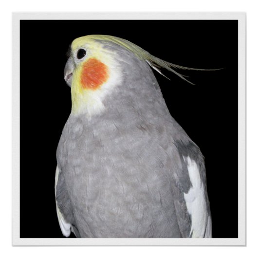 Pet Bird Cockatiel Fotografie Poster (Vorderseite)