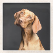 Pet Brown Beagle Dog Glasuntersetzer (Vorderseite)