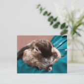 Pet Bunny Postkarte (Stehend Vorderseite)