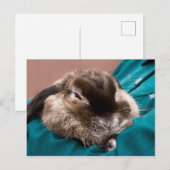 Pet Bunny Postkarte (Vorne/Hinten)