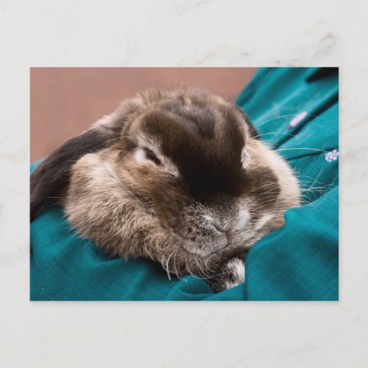 Pet Bunny Postkarte (Vorderseite)