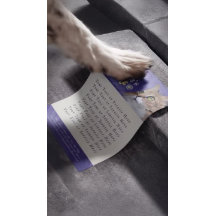 Pet Care Sitzen Baden Grooming Beauty Salon Katze