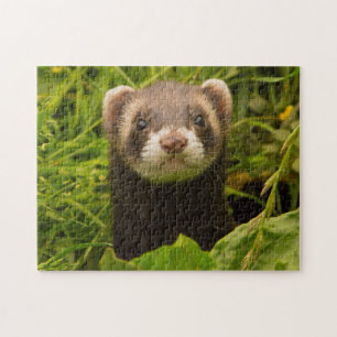 Pet Ferret in the Grass Puzzle