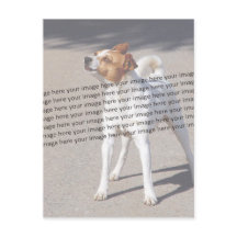 PET-Foto ✨ Individuell und Liebvoll
