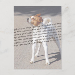 PET-Foto ✨ Individuell und Liebvoll Postkarte