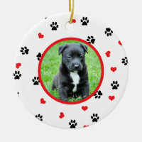 pet Foto mit niedlichem süßem Tatzen- und