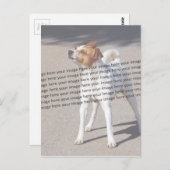 PET-Foto ✨ Postkarte (Vorne/Hinten)
