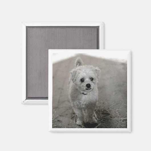 Pet FOTO Zeitlos Keepake Dog Mama Vater Spaß Magnet (Vorderseite/Rückseite)