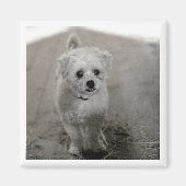 Pet FOTO Zeitlos Keepake Dog Mama Vater Spaß Magnet (Vorne)