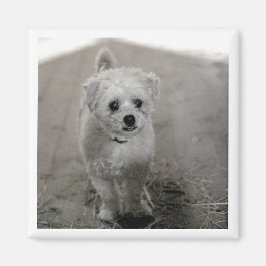 Pet FOTO Zeitlos Keepake Dog Mama Vater Spaß Magnet