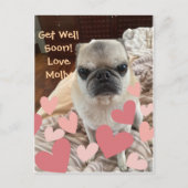 Pet Get Well - Insert your Pet Postkarte (Vorderseite)