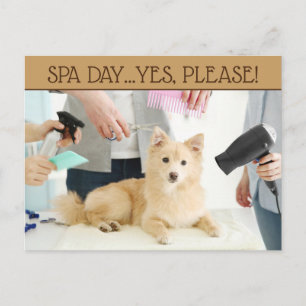 Pet Grooming Wellness-Center Day Postkarte