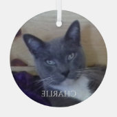 PET LIEBE Glaszirkel Ornament Aus Glas (Rückseite)