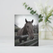 Pet mich bitte! Gentle Horse Postkarte (Stehend Vorderseite)