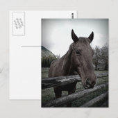 Pet mich bitte! Gentle Horse Postkarte (Vorne/Hinten)