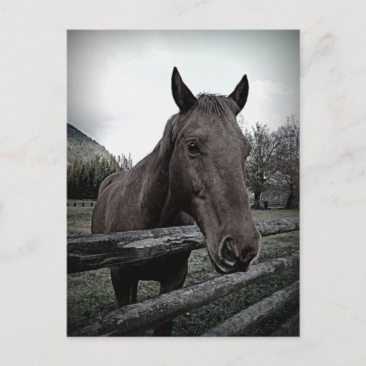 Pet mich bitte! Gentle Horse Postkarte (Vorderseite)