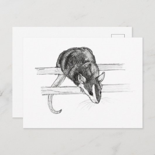 Pet mouse sketch postcard by Nicole Janes Postkarte (Vorne/Hinten)