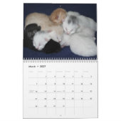 Pet Niedlich Kitten Cat Peace Liebe Destiny Kalender (Mär 2027)