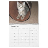 Pet Niedlich Kitten Cat Peace Liebe Destiny Kalender (Jan 2027)